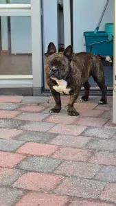 Lana de Pocket Bully - afbeelding 2