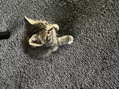 Kittens zoeken een goed huisje - afbeelding 3