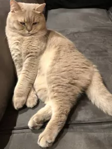 Twee Britse korthaar katers - afbeelding 4