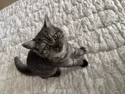 Twee prachtige Britse korthaar katten - afbeelding 3