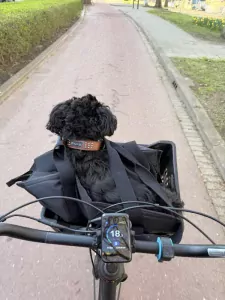 Shih Tzu te koop verkopen Schiedam Nederland - 5412