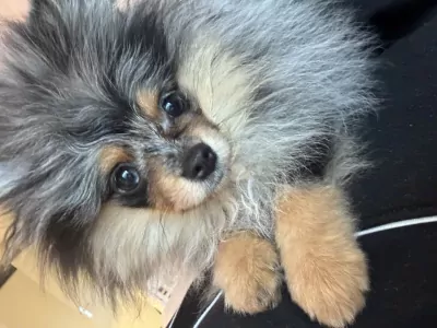 Exclusieve blue merle pomeranian teefje – Mini, lief & uniek - afbeelding 3
