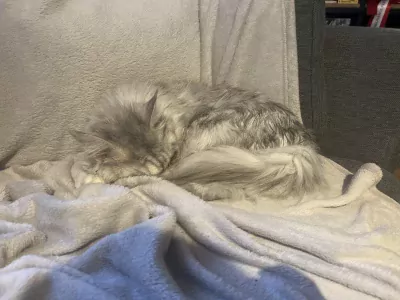 Prachtige lieve Maine coon poes - afbeelding 3