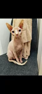 2 lieve Sphynxen - afbeelding 4