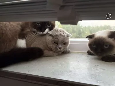 Siamees te koop verkopen Leiden Nederland - 5135