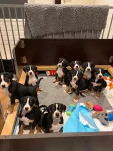 Appenzeller Sennenhond te koop verkopen Boxtel Nederland - 5427