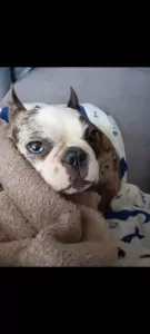 Lari - 4.5 jaar oud teefje - afbeelding 5