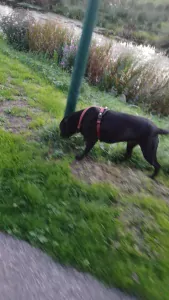 Lieve Labrador Reu 2,5 jaar! - afbeelding 4