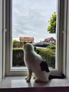 Kater Vlek (8 jaar) - afbeelding 2