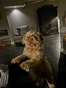 Goud Bruine Boomer 15 maand incl paspoort - afbeelding 3