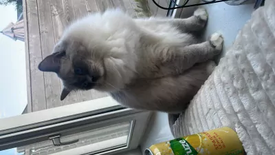 Ragdoll te koop verkopen Deventer Nederland - 5070