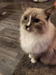 Ragdolls Luna & Simba - afbeelding 4