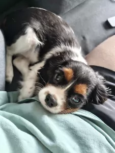 Puppy te koop van 4 maand - afbeelding 2