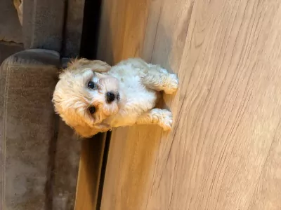 Maltipoo pup - afbeelding 3