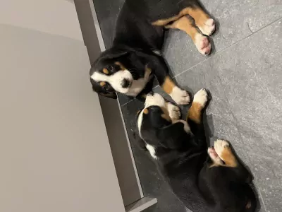 Grote Zwitserse Sennenhond