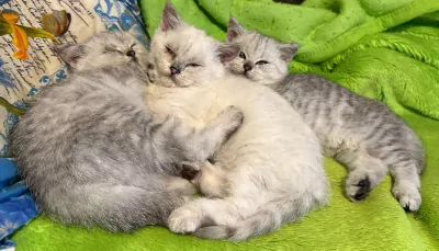 Britse Korthaar kittens katers - afbeelding 3