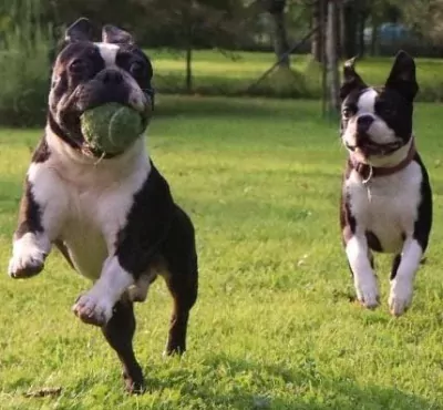 Boston Terrier te koop verkopen Affligem Belgie - 5156