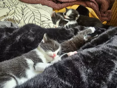 Ragdoll kittens - afbeelding 6