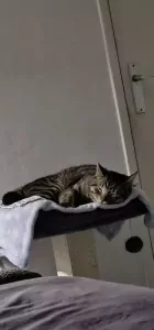 Chico - afbeelding 6