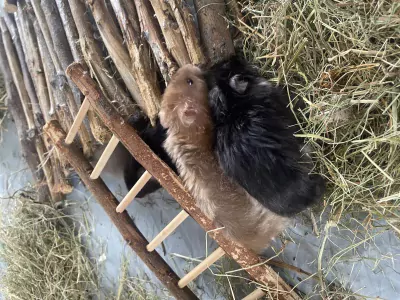 Mooie Syrische hamsters - afbeelding 5