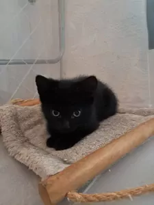 Lieve mix kitten zoekt nog een forever home - afbeelding 3