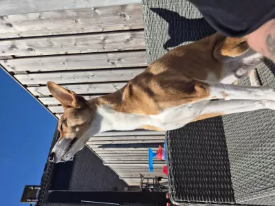 Lieve hond! - afbeelding 5