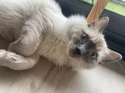 Ragdoll - afbeelding 2