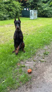 Dobermann te koop verkopen Noord-Holland Nederland - 4732