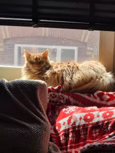 2 Maine Coon katten (broer & zus) – super lief + attributen - afbeelding 3