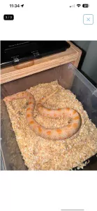 Heterodon Nasicus 0.1 Albino Conda - afbeelding 3