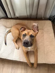 American Staffordshire Terriër te koop verkopen Den haag Nederland - 5711