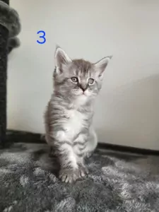 Mainecoon xl - afbeelding 2