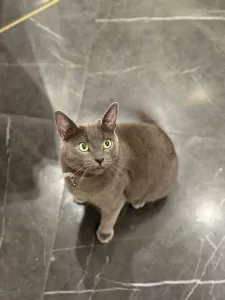 Blauwe Rus - afbeelding 3