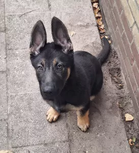 🤗 Warm thuis gekocht voor Yailinn 🩷 - afbeelding 8