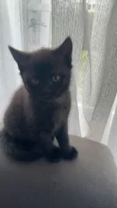 Britsche korthaar kittens te koop - afbeelding 3