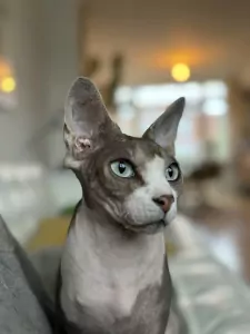 Herplaatsing twee sphynxen - afbeelding 3