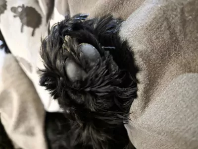 Zwarte cocker spaniel - afbeelding 3