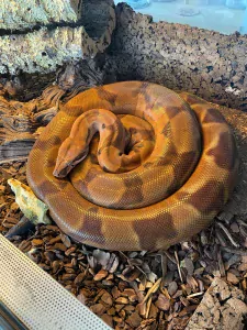 Slangen te koop verkopen Barneveld Nederland - 5324