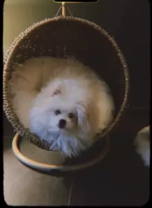 Pomeriaan 4 maanden reu zoekt nieuwe baas - afbeelding 5