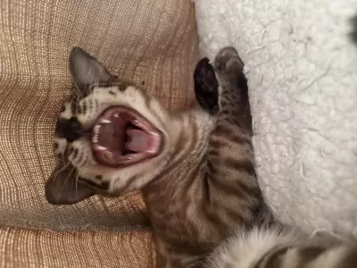 Bengaalse poes - afbeelding 2