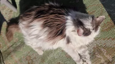 Wollige Boef zoekt warm huisje! - afbeelding 3