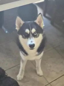 Overig x Siberische husky