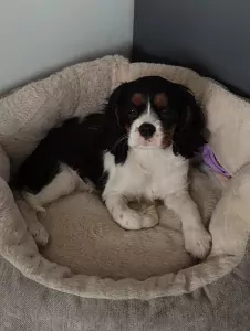 Puppy te koop van 4 maand - afbeelding 4