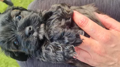 Boomer te koop verkopen Oss Nederland - 4759