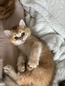 Black golden shaded Brits korthaar kittens - afbeelding 4