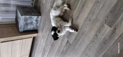 Maltipoo reu - afbeelding 3