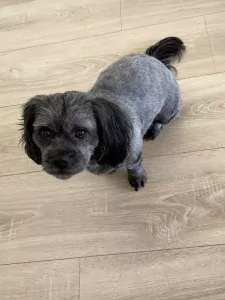 Chica en Perra zijn zusjes en 2 jaar oud - afbeelding 2