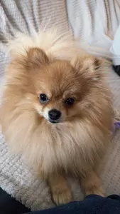 Pomeriaan te koop - afbeelding 3