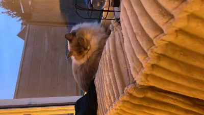 De liefste Ragdoll - afbeelding 3