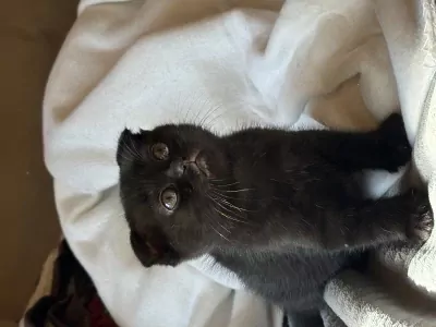 2 kleine meisjes Scottish - afbeelding 2